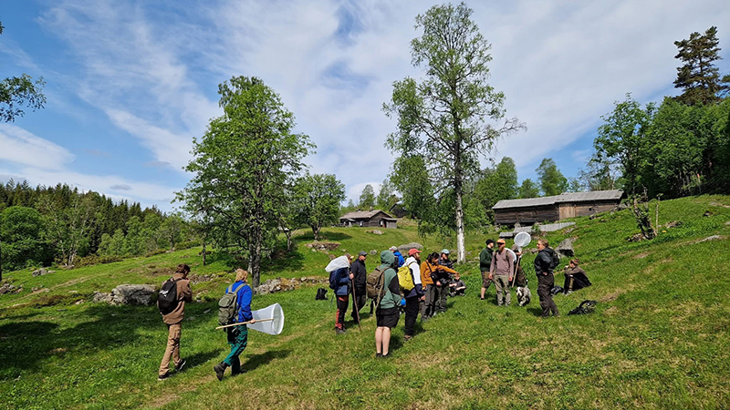 Elever utomhus på solig kulle, med gamla timmerstugor i bakgrunden. De tittar sig omkring och några har en håv.