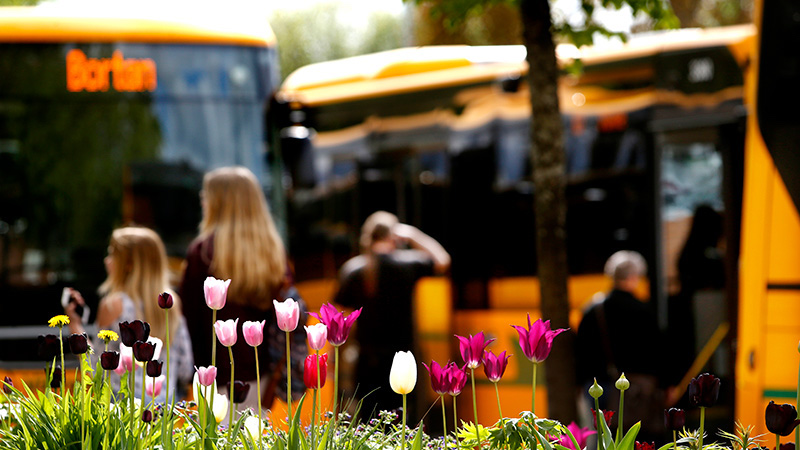 Bild på tulpaner i bakgrunden syns två gula bussar.