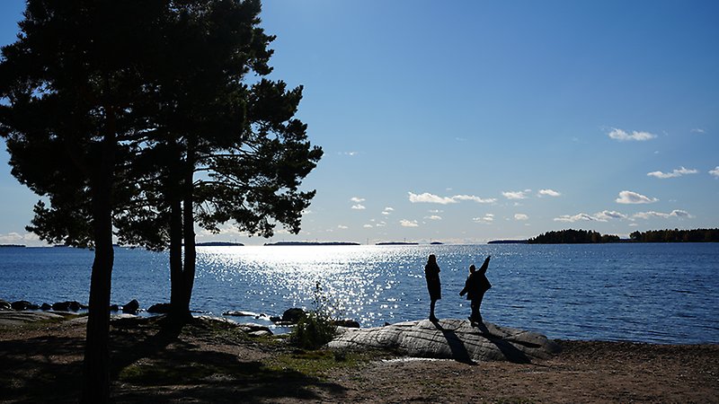 Vid Vänerns strand står två tallar. Två personer går på stranden. Ute i vattnet syns.